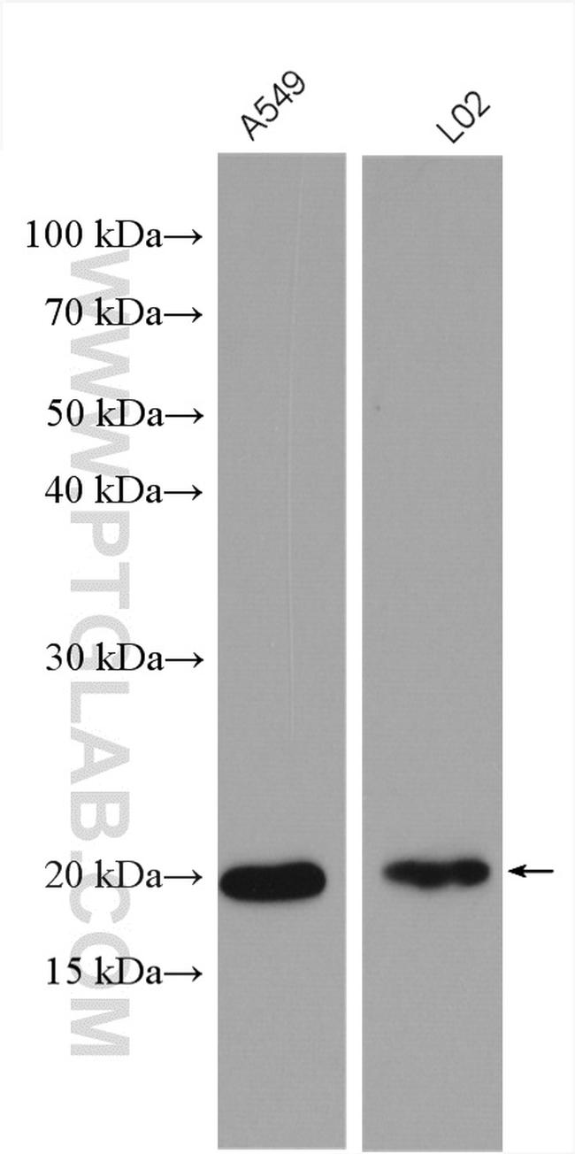 TMCO1 Antibody in Western Blot (WB)