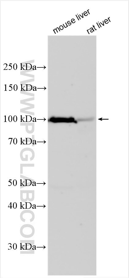 Jagged1 Antibody in Western Blot (WB)