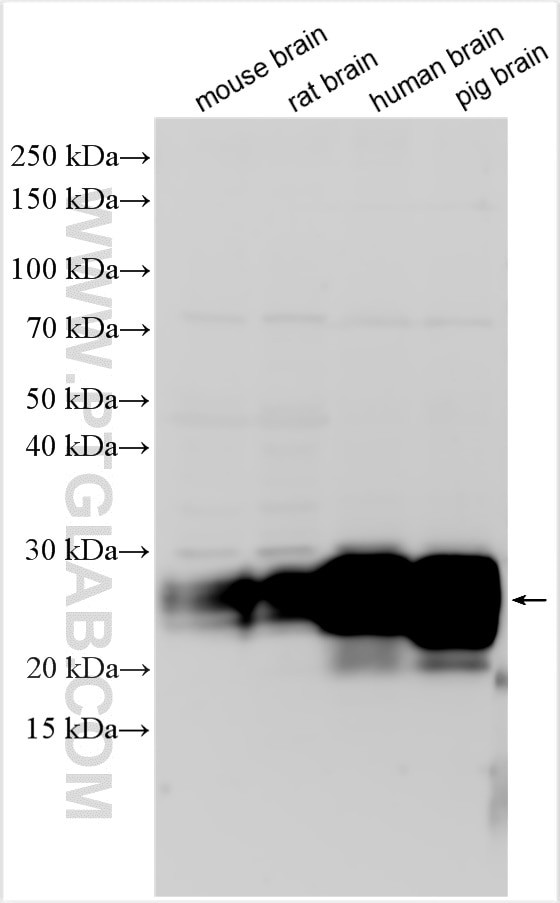 CD90/Thy1 Antibody in Western Blot (WB)