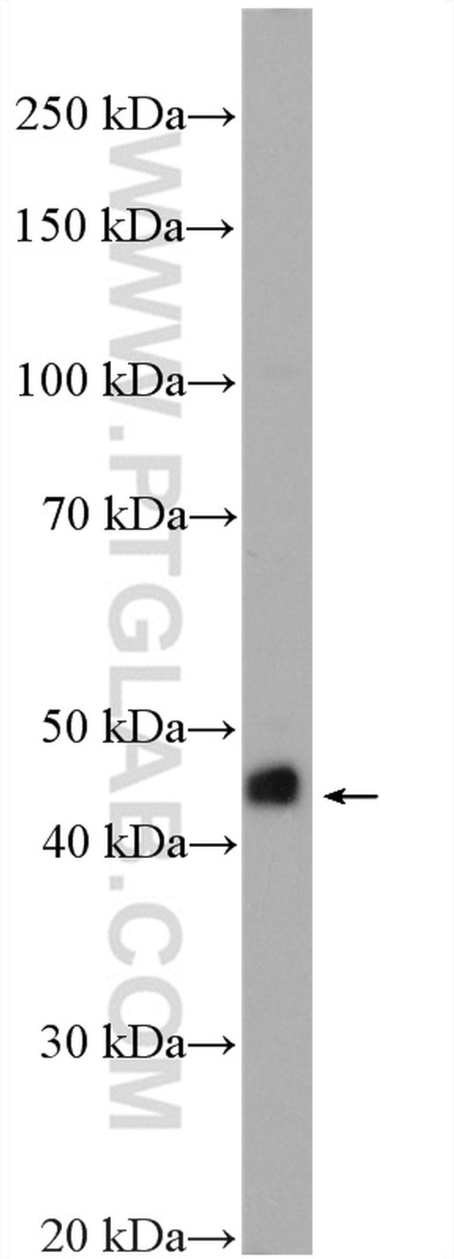 RIC3 Antibody in Western Blot (WB)