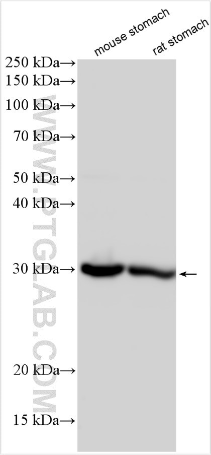 ANXA10 Antibody in Western Blot (WB)