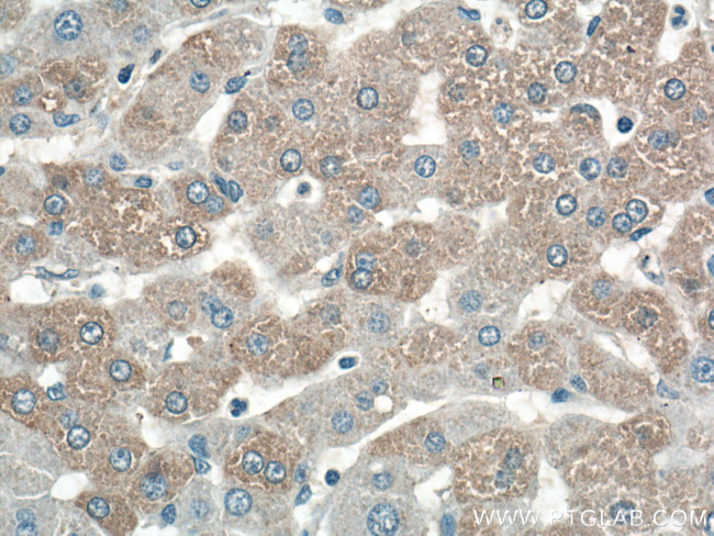 C7orf43 Antibody in Immunohistochemistry (Paraffin) (IHC (P))