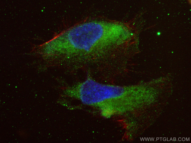 LRRC56 Antibody in Immunocytochemistry (ICC/IF)
