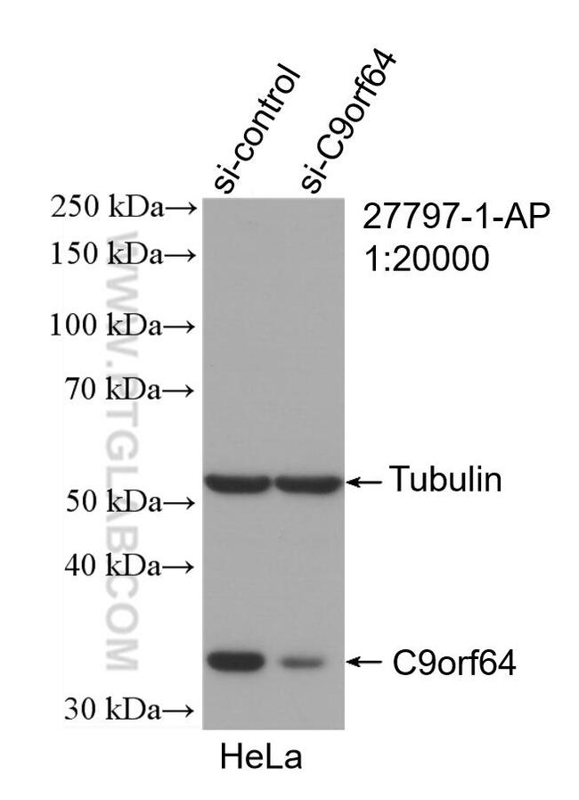 C9orf64 Antibody in Western Blot (WB)
