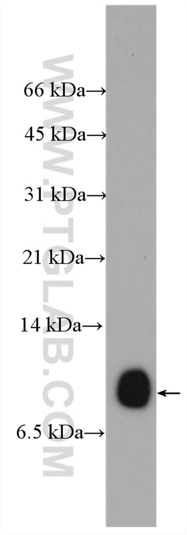 SMIM1 Antibody in Western Blot (WB)