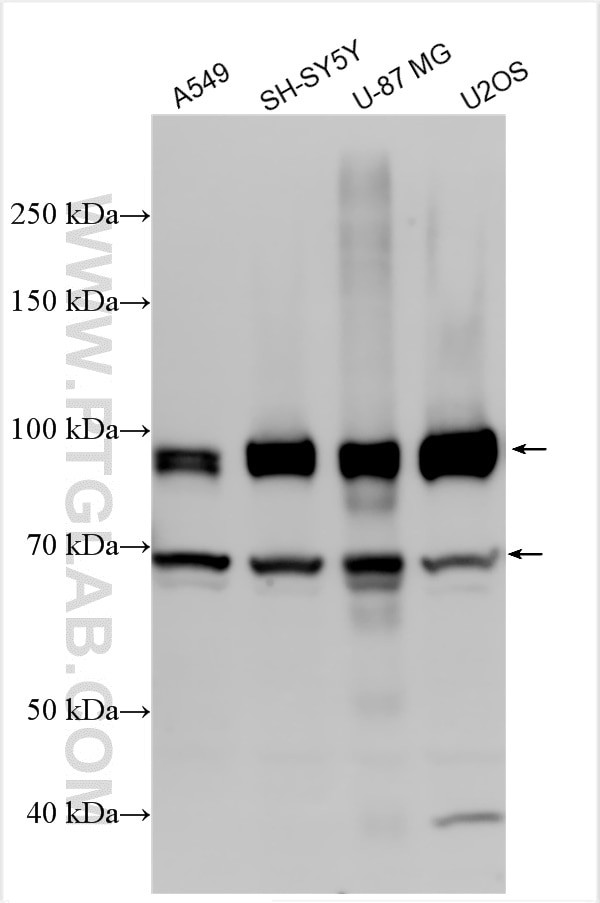 APBB1 Antibody in Western Blot (WB)