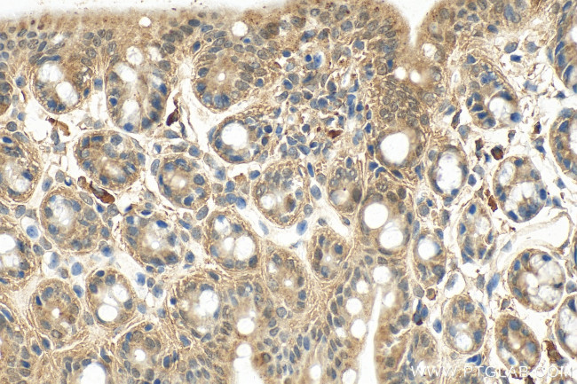 EGLN3/PHD3 Antibody in Immunohistochemistry (Paraffin) (IHC (P))