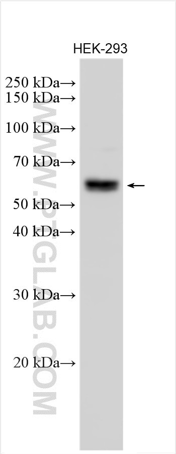 FOXD3 Antibody in Western Blot (WB)