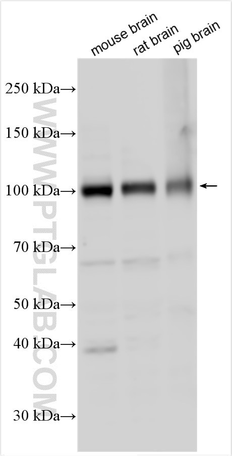 GRIA1 Antibody in Western Blot (WB)