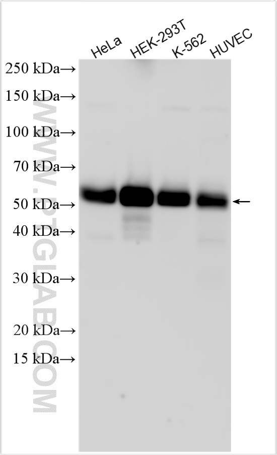 BORG5/CDC42EP1 Antibody in Western Blot (WB)