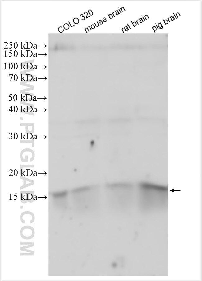 Maturin Antibody in Western Blot (WB)