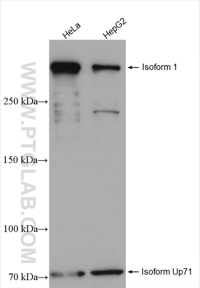 UTRN Antibody in Western Blot (WB)