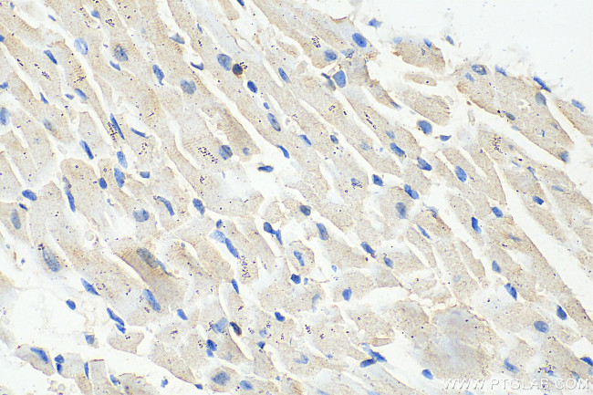 DHFRL1 Antibody in Immunohistochemistry (Paraffin) (IHC (P))