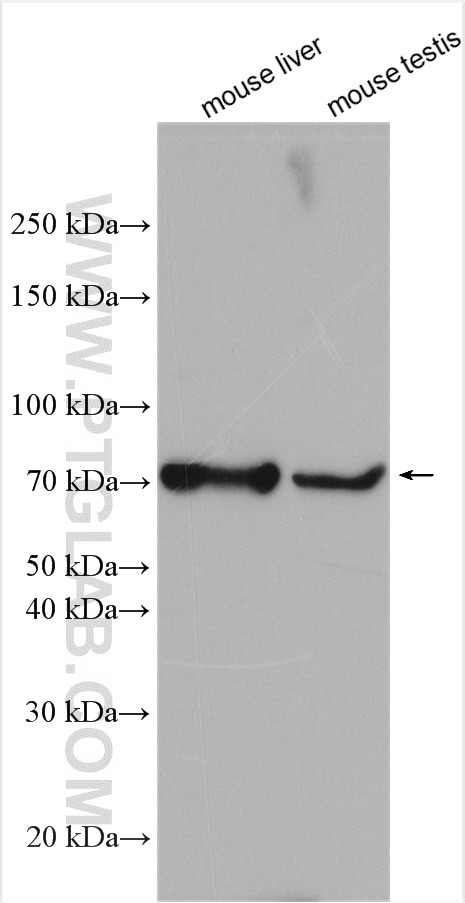 C3orf15 Antibody in Western Blot (WB)