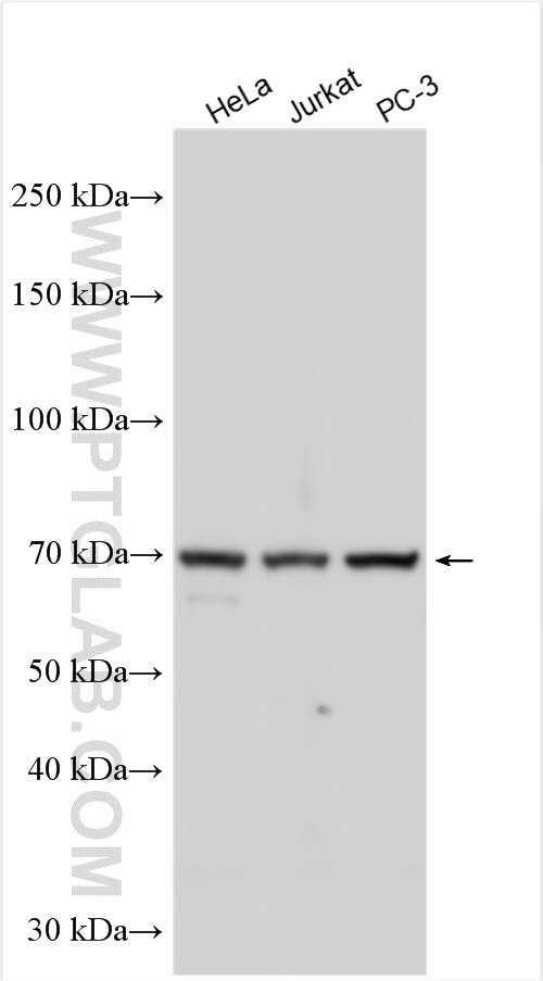 C1orf2 Antibody in Western Blot (WB)