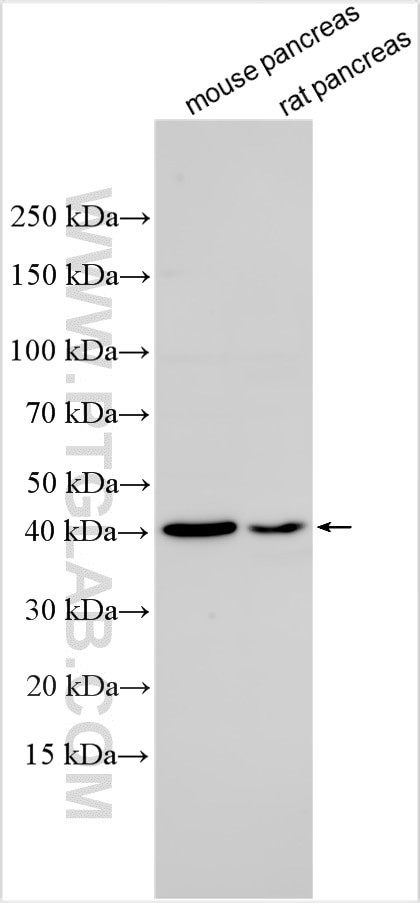 LCN12 Antibody in Western Blot (WB)