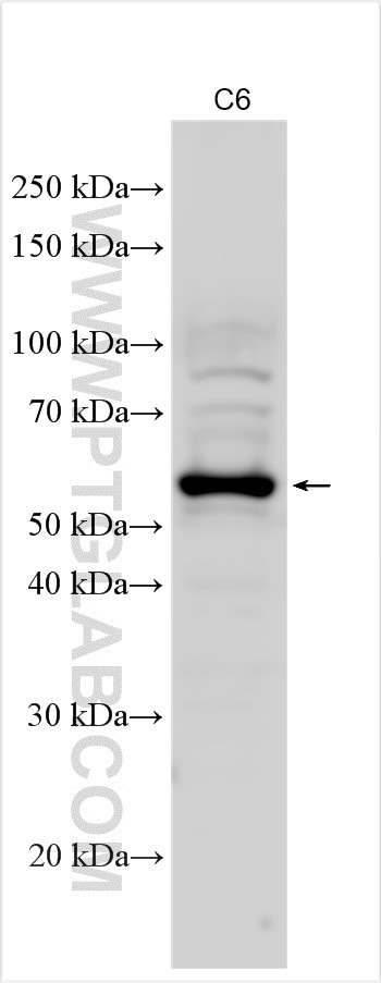 NPTN Antibody in Western Blot (WB)