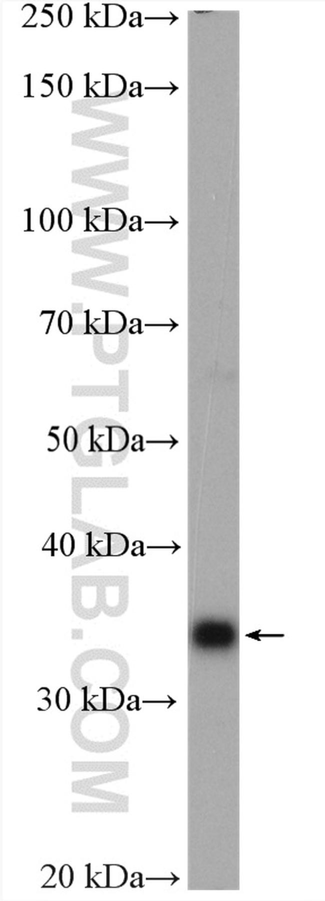 IL-33 Antibody in Western Blot (WB)