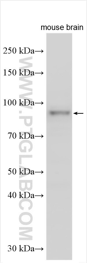 FCHSD2 Antibody in Western Blot (WB)