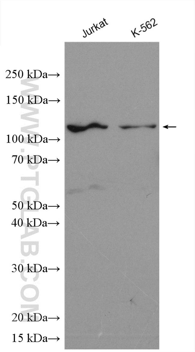 CCDC45 Antibody in Western Blot (WB)