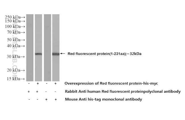 Red fluorescent protein Antibody in Western Blot (WB)
