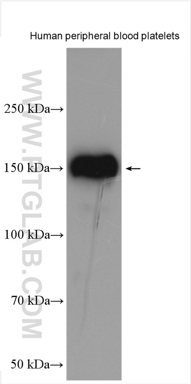 PEAR1 Antibody in Western Blot (WB)