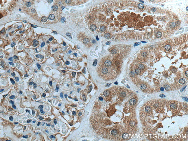GPR141 Antibody in Immunohistochemistry (Paraffin) (IHC (P))