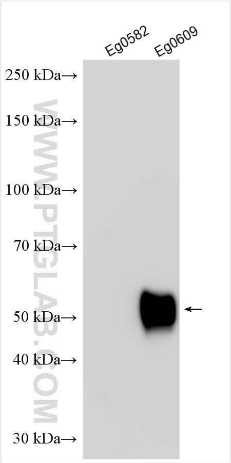 FC tag Antibody in Western Blot (WB)