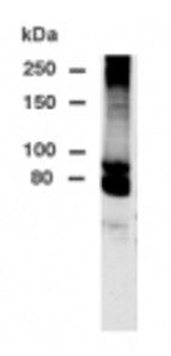 DPP10 Antibody in Western Blot (WB)