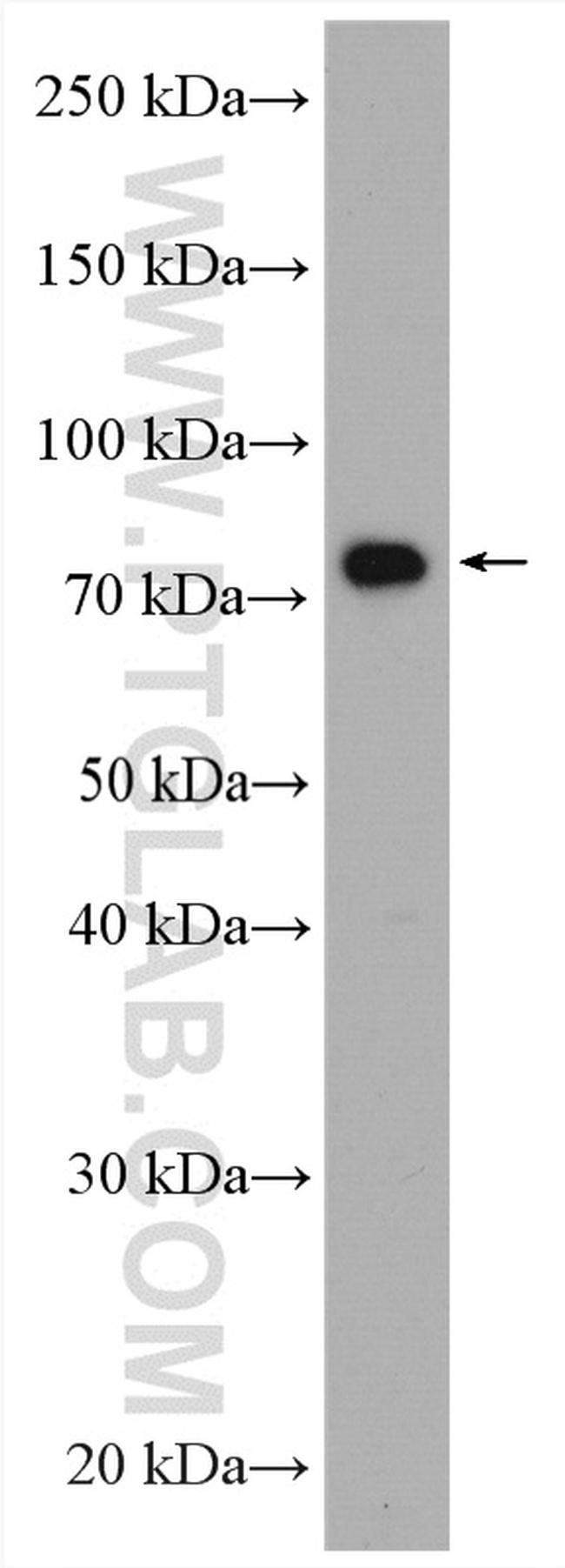 POLH Antibody in Western Blot (WB)