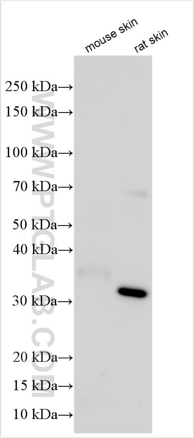 CASP14 Antibody in Western Blot (WB)