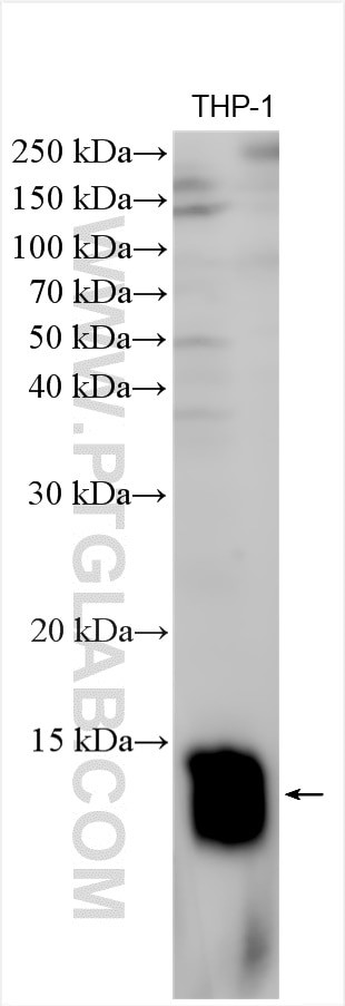 TYROBP/DAP12 Antibody in Western Blot (WB)