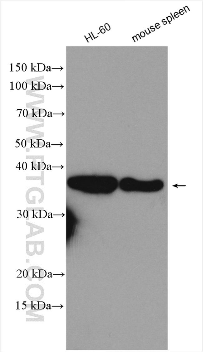ARGLU1 Antibody in Western Blot (WB)