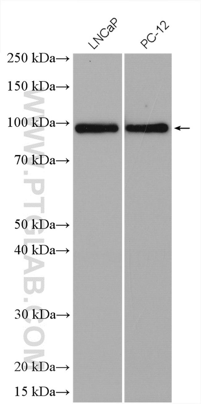 RASEF Antibody in Western Blot (WB)