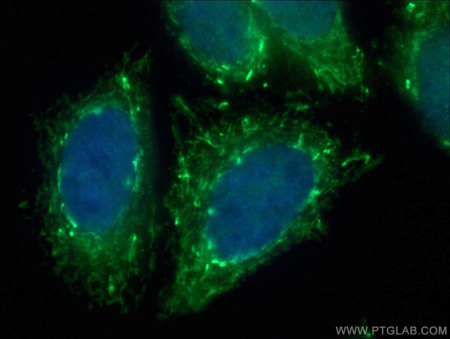 MRPL39 Antibody in Immunocytochemistry (ICC/IF)