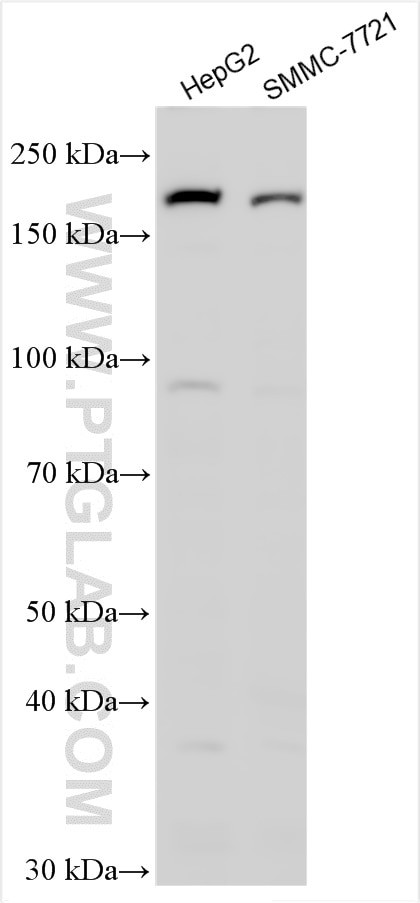 SCARF1 Antibody in Western Blot (WB)