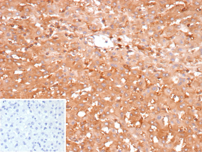 Glucose 6-Phosphate Isomerase Antibody in Immunohistochemistry (Paraffin) (IHC (P))