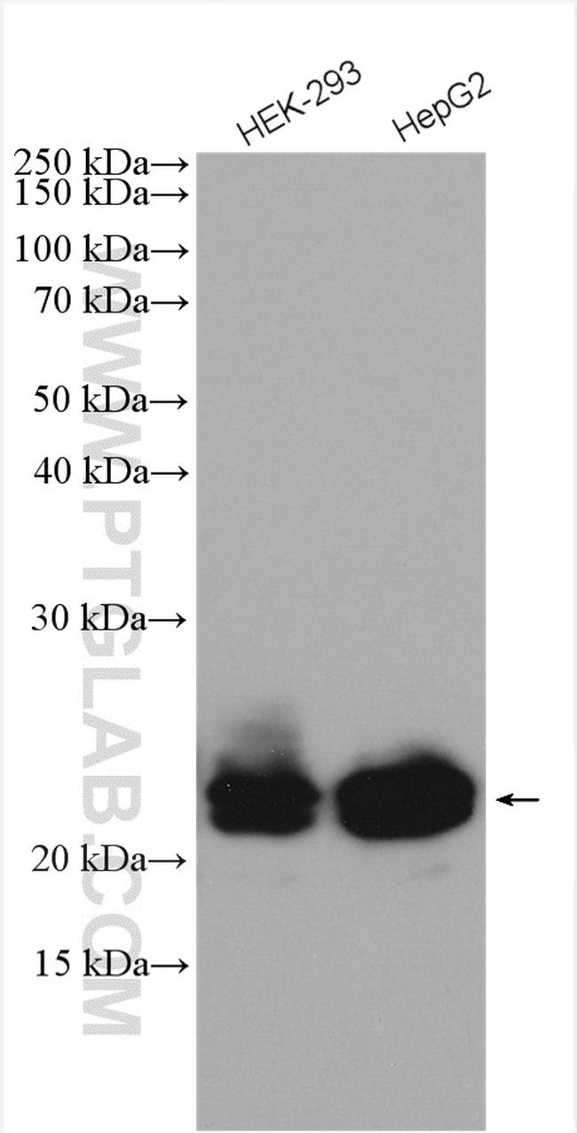 RAB43 Antibody in Western Blot (WB)