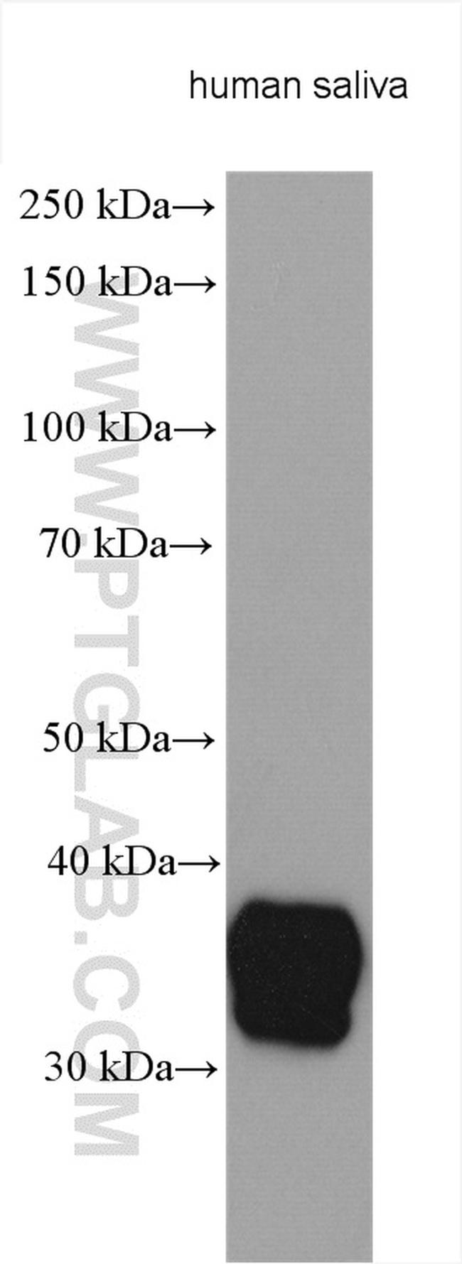 BPIFA2 Antibody in Western Blot (WB)