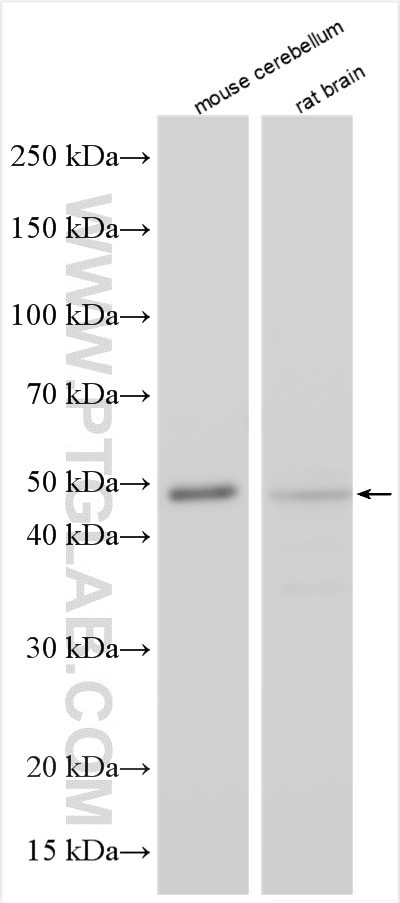 GFRAL Antibody in Western Blot (WB)