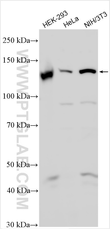 Integrin alpha-9 Antibody in Western Blot (WB)