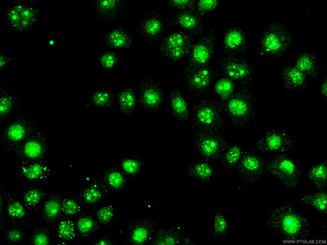 BOP1 Antibody in Immunocytochemistry (ICC/IF)