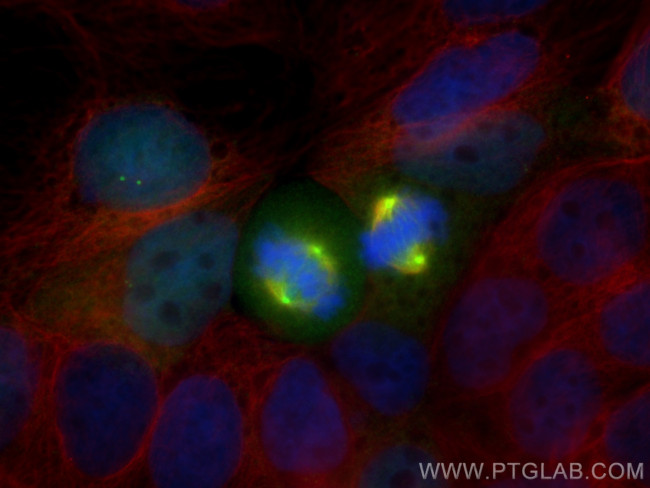 AURKA Antibody in Immunocytochemistry (ICC/IF)