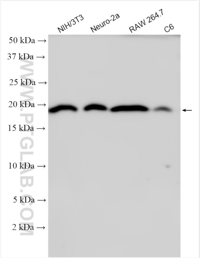 CYP19A1 Antibody in Western Blot (WB)