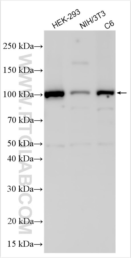 Cdkn2a/p16INK4a Antibody in Western Blot (WB)