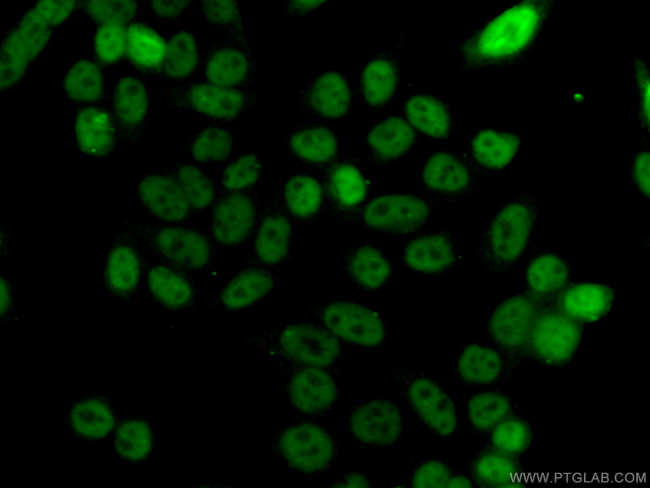 TH1L Antibody in Immunocytochemistry (ICC/IF)