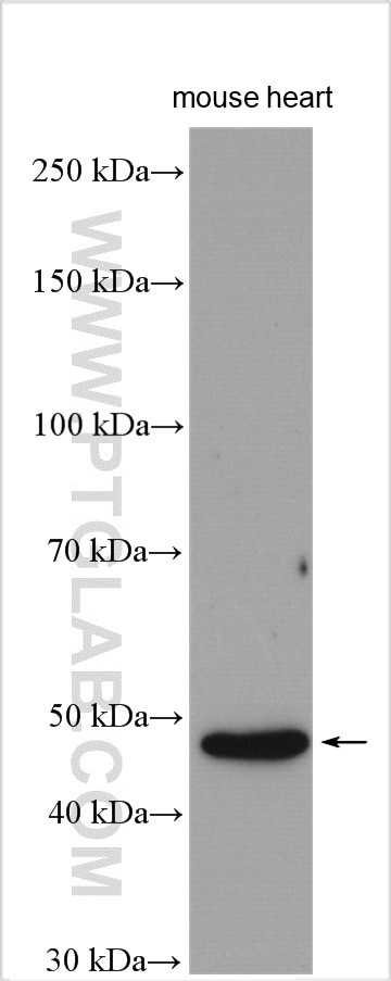 ILT-3/LILRB4 Antibody in Western Blot (WB)