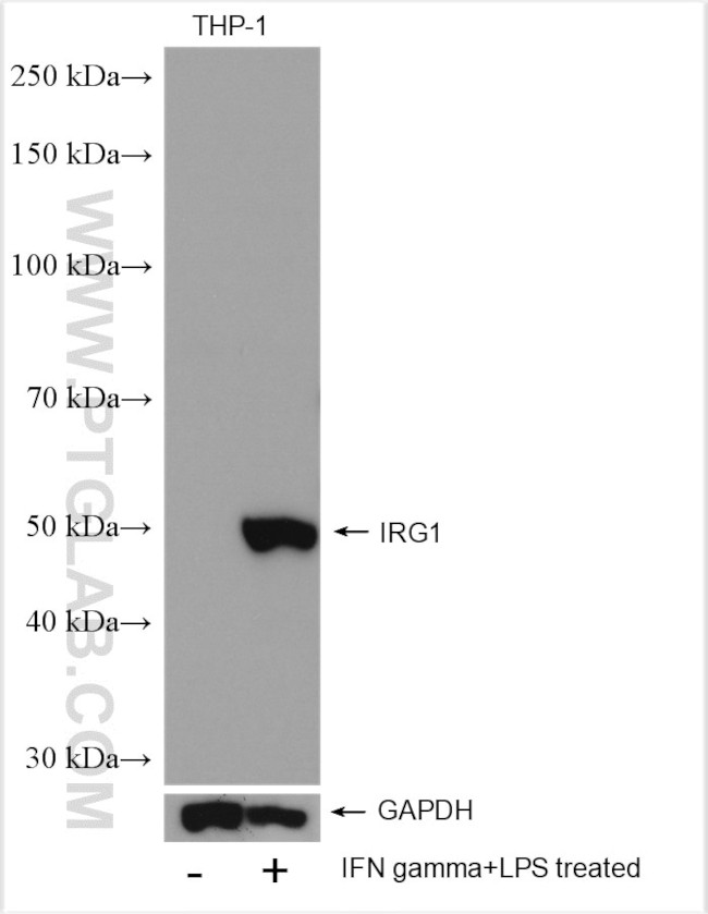 IRG1 Antibody in Western Blot (WB)