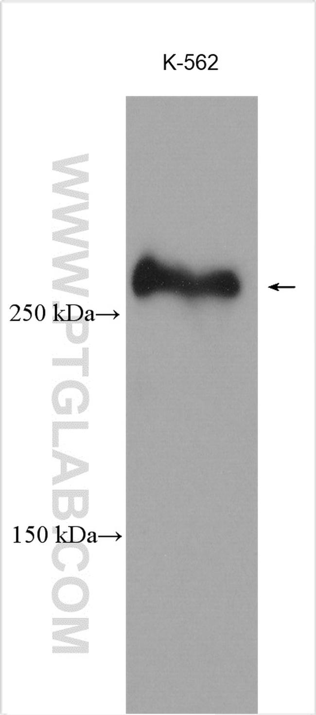 KMT2C Antibody in Western Blot (WB)