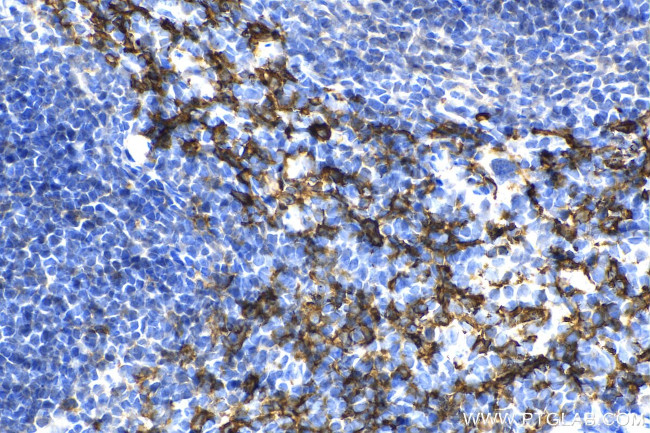 F4/80 Antibody in Immunohistochemistry (Paraffin) (IHC (P))